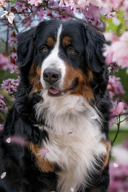 dog-pet-640x480-81225896.jpeg