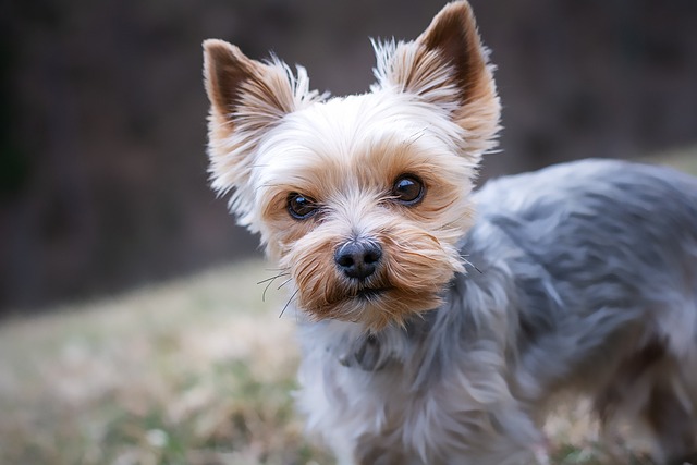 dog playing