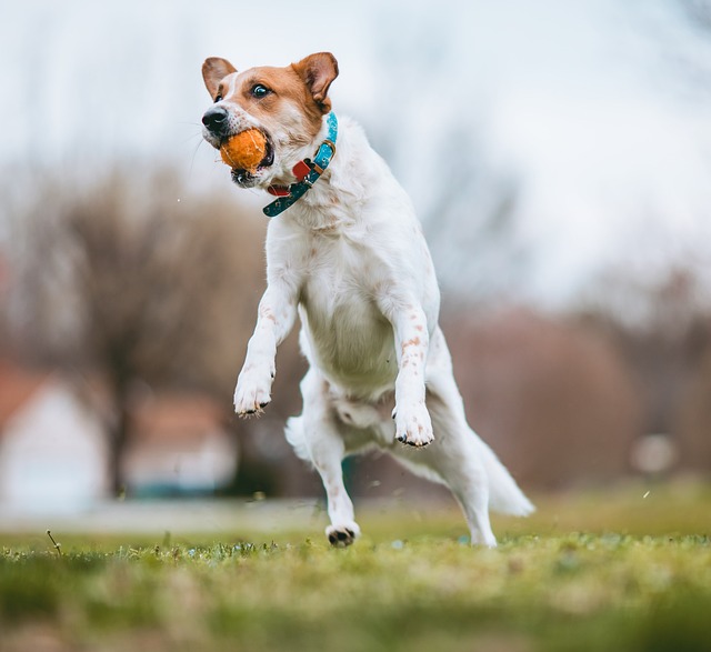 dog playing