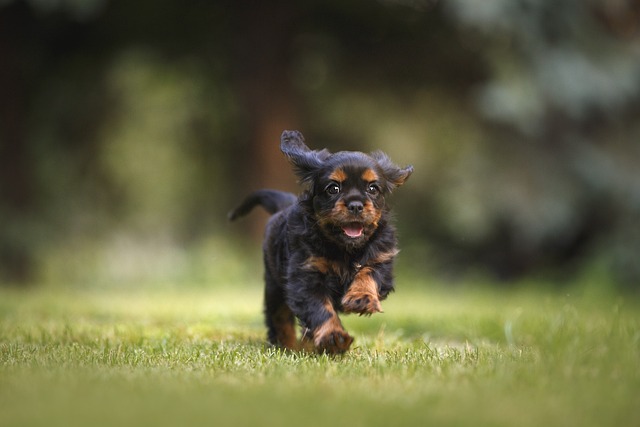 dog running