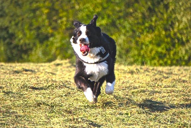 dog running
