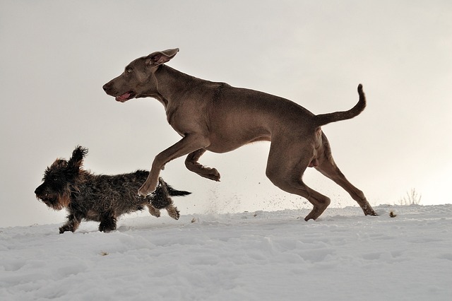 dog running