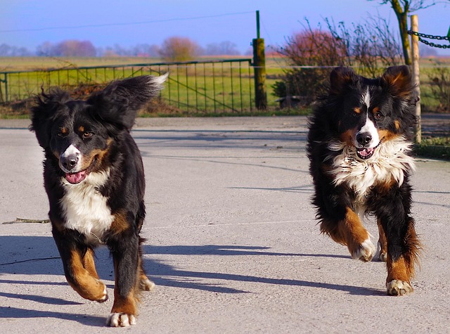 dog running