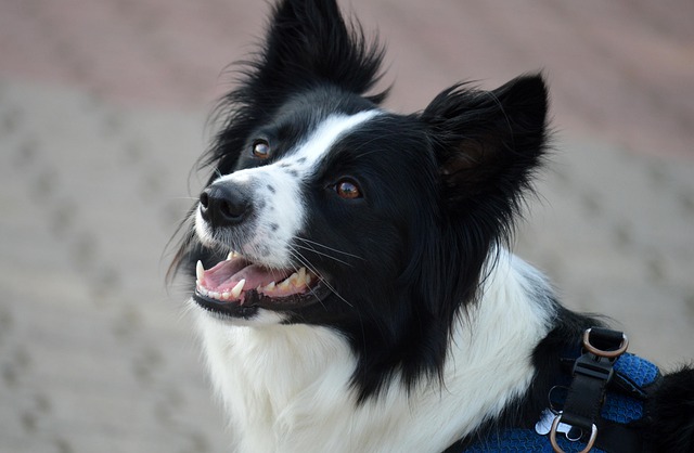 dog-service-640x480-93116045.jpeg