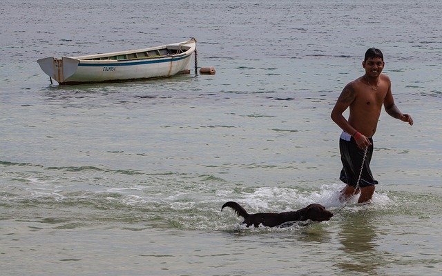 dog walking