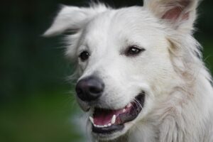 dog-washers-640x480-23324875.jpeg