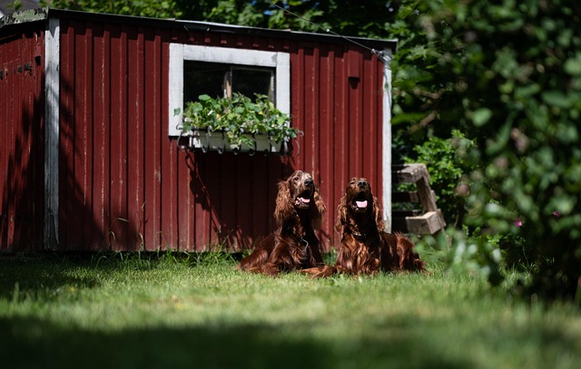 dog washers
