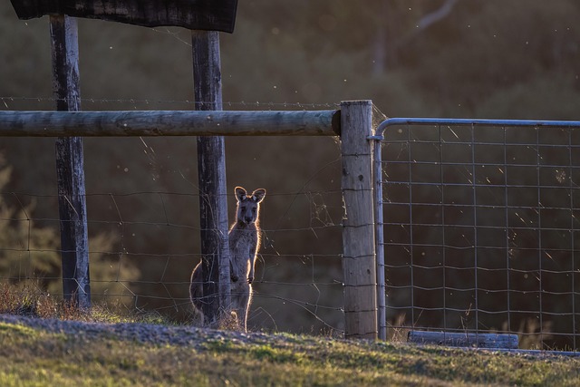 fence