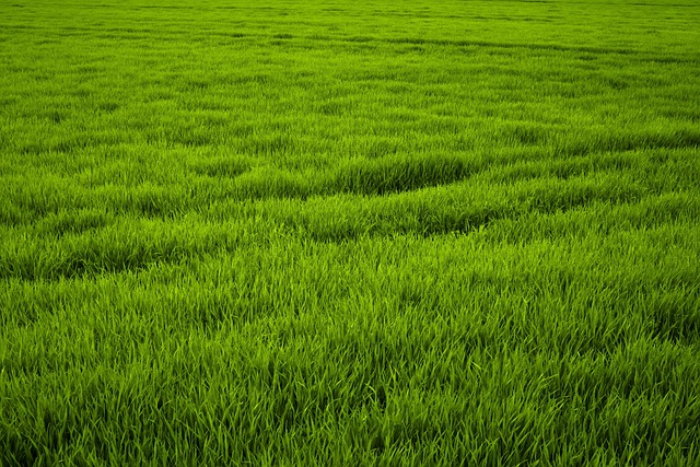 grass-trimmer-640x480-81831035.jpeg