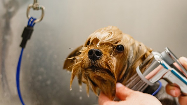 grooming dogs