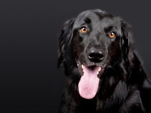 Professional Dog Grooming Albury Wodonga: Soothing Anxious Pets with Care