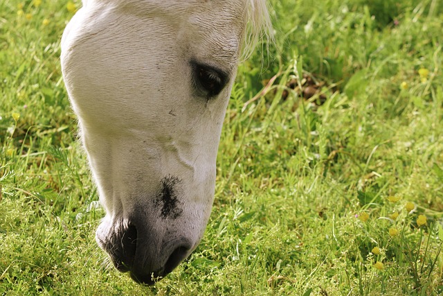 horse