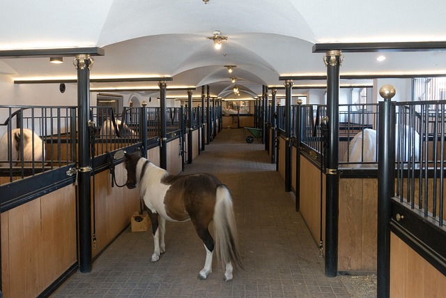 horse
