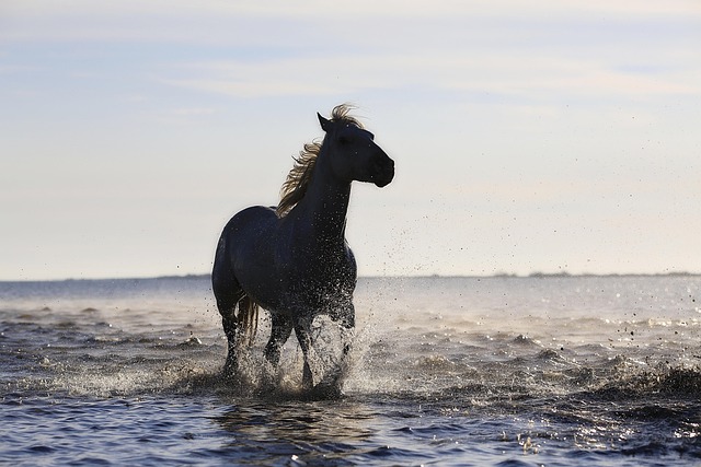horse