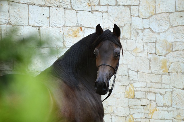 horse