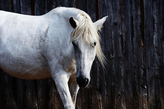 horse