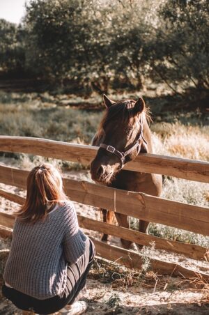 horse-640x480-52311203.jpeg