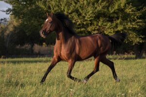 horse-640x480-66199305.jpeg
