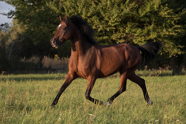 horse-640x480-66199305.jpeg
