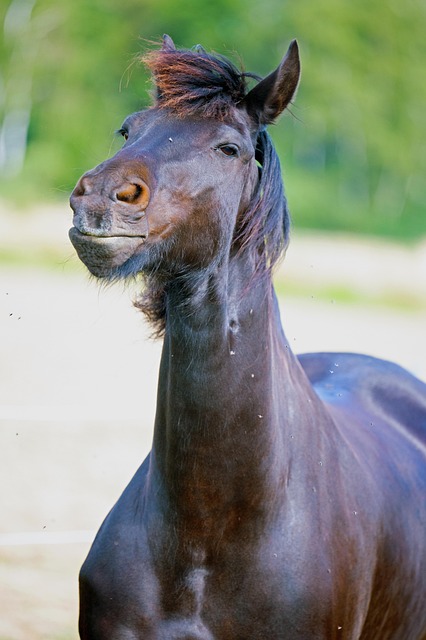 horse
