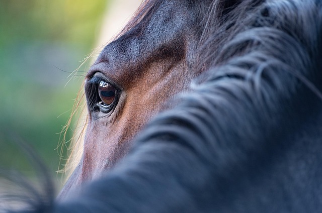 horse-640x480-70767287.jpeg