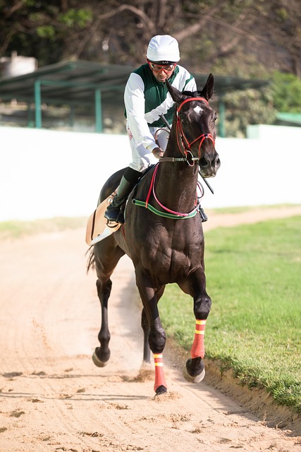 horse