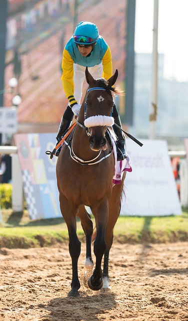 horse