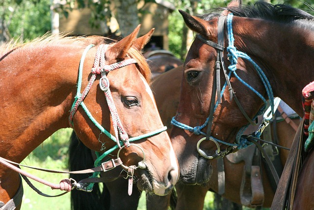horse-horse-lead-rope-640x480-35511574.jpeg