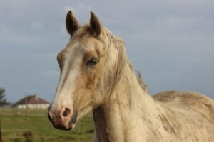 horse-horse-lead-rope-horses-640x480-76744881.jpeg