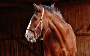 horse-horse-lead-rope-horses-640x480-91408299.jpeg