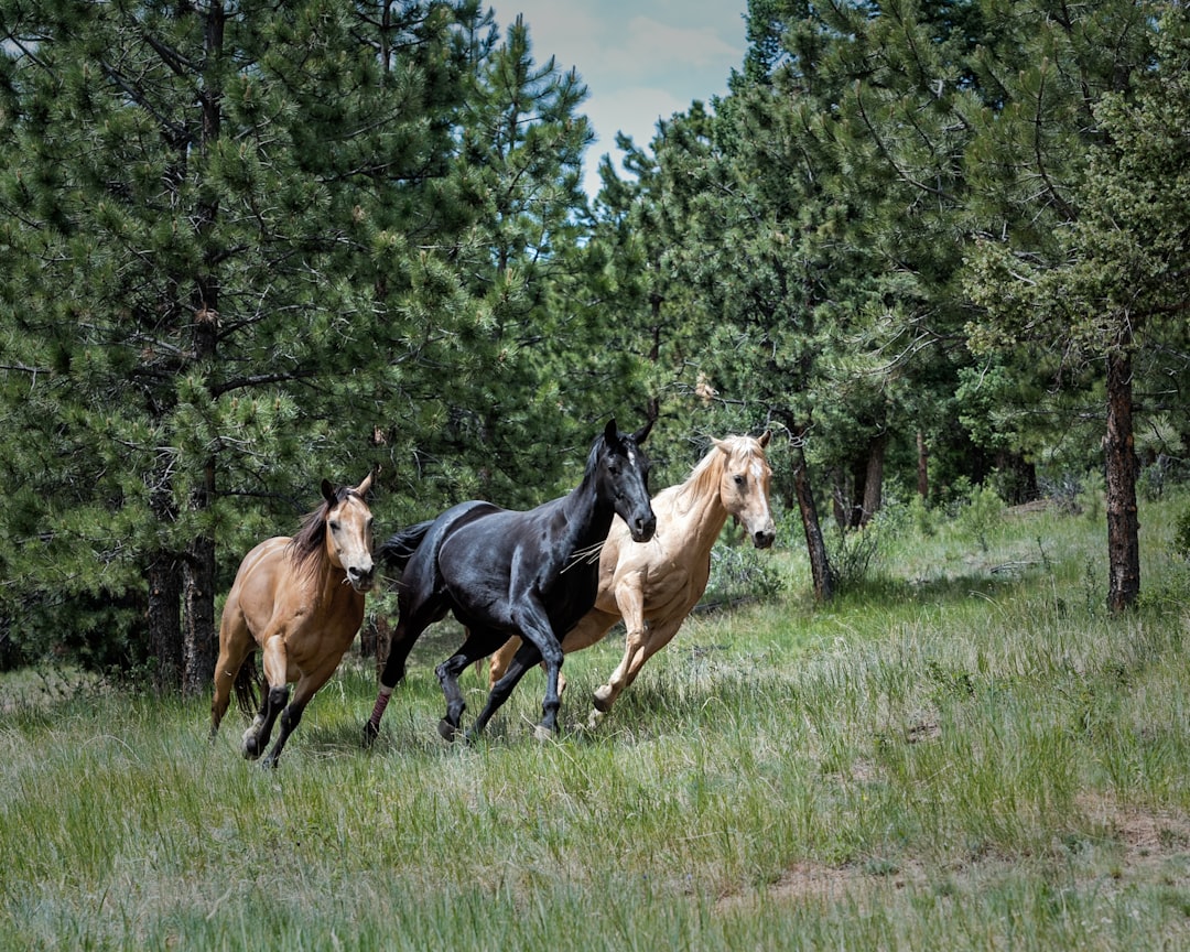 horses