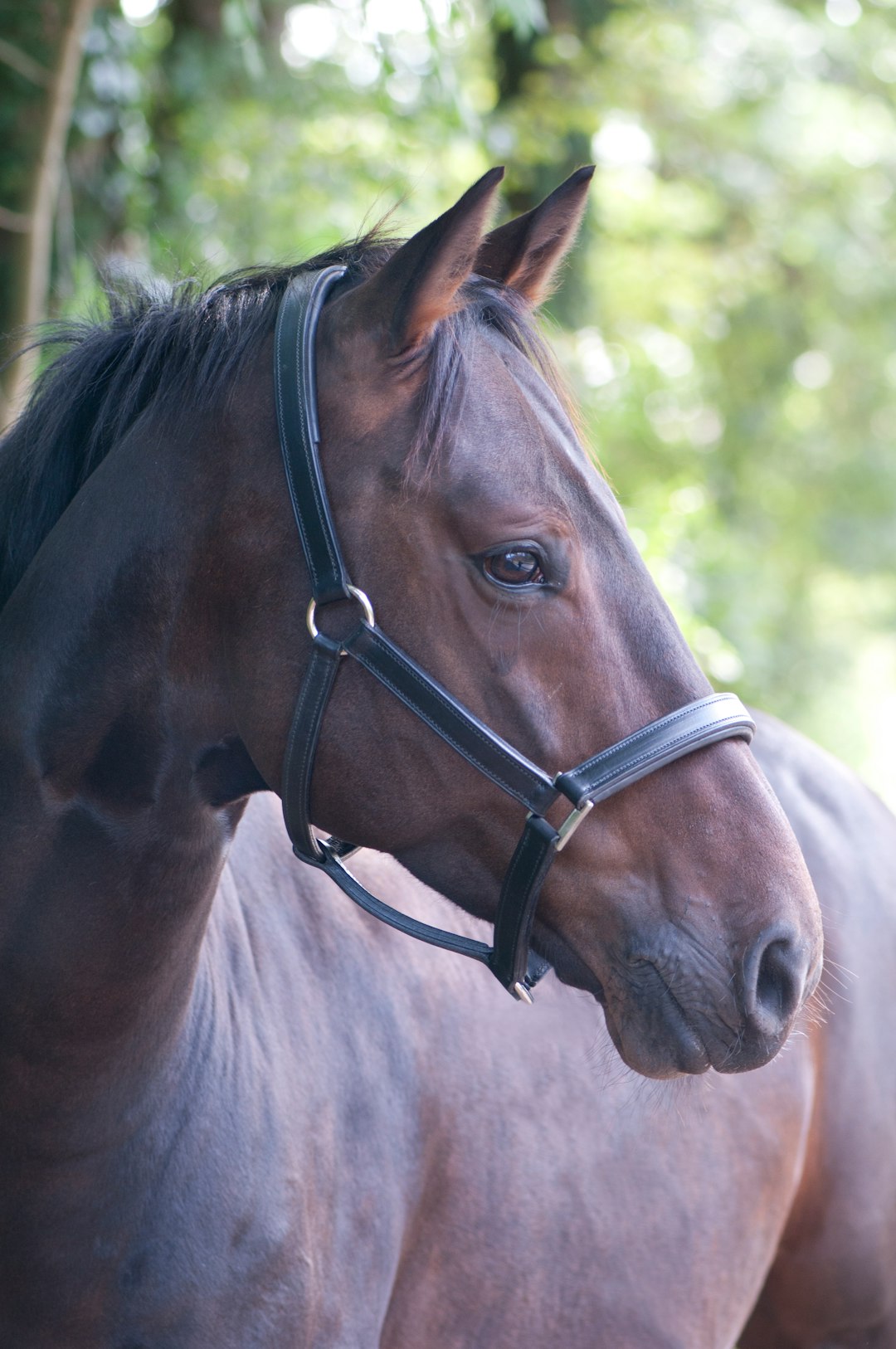 horses