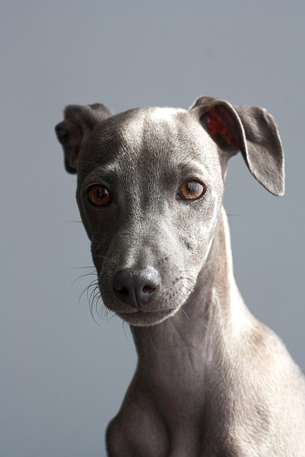 mobile-dog-grooming-640x480-33014744.jpeg