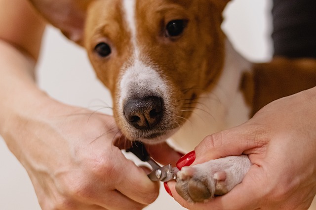 Paw4paws: Expert Grooming for Every Dog Breed
