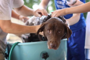 Paw4paws: Premium Dog Grooming in Albury Wodonga with Quality Products
