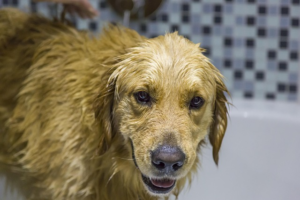 Experience Superior Dog Grooming with Trusted, Innovative Door-to-Door Concierge