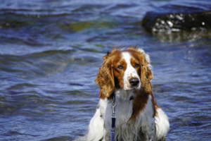 Seasonal Dog Grooming: Summer Care Tips for Albury Pet Owners