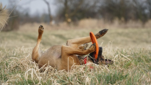 Trusted Paws, Sparkling Coat: Discover Superior Oatmeal Shampoo for Dogs Wodonga