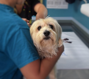 Paw4paws: Trusted Innovators in Superior Dog Concierge Services for Enhanced Wellbeing