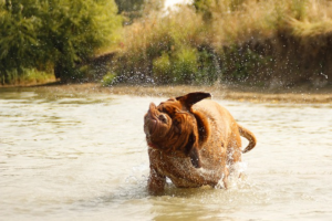 Mobile Dog Grooming Albury: Unlocking Your Pet’s Full Potential with Premium Care