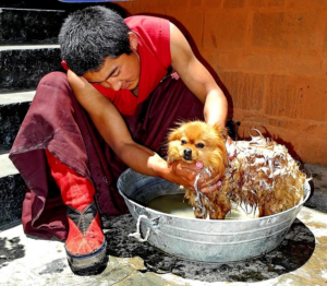 Paw4paws: Professional Dog Grooming for Every Age