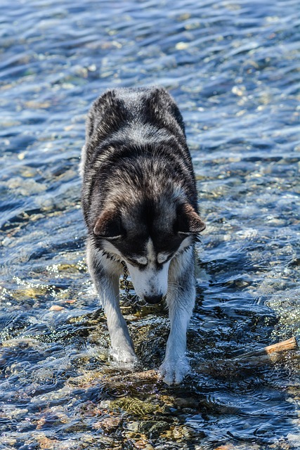Trusted Dog Groomer in Wodonga: Superior Care for Your Pets