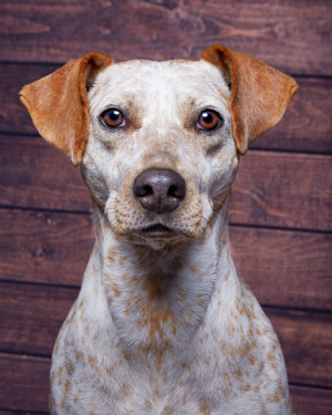 Paw4paws: Trusted, Transparent Dog Grooming for Superior Results
