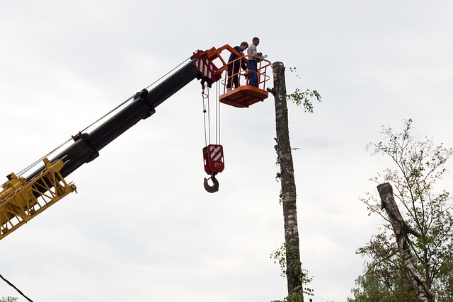pole-chainsaw-640x480-20928398.jpeg