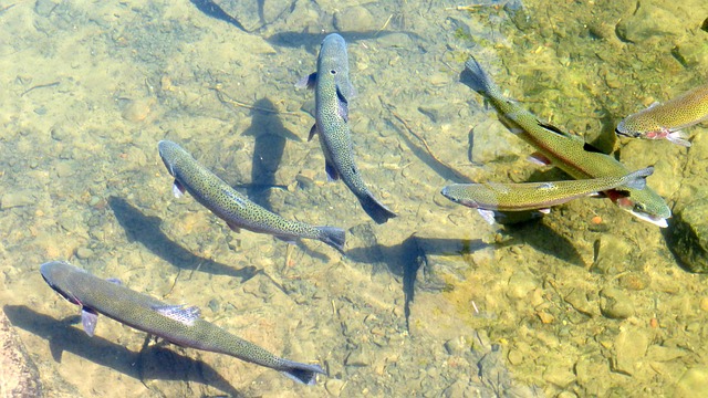 river fishing for trout