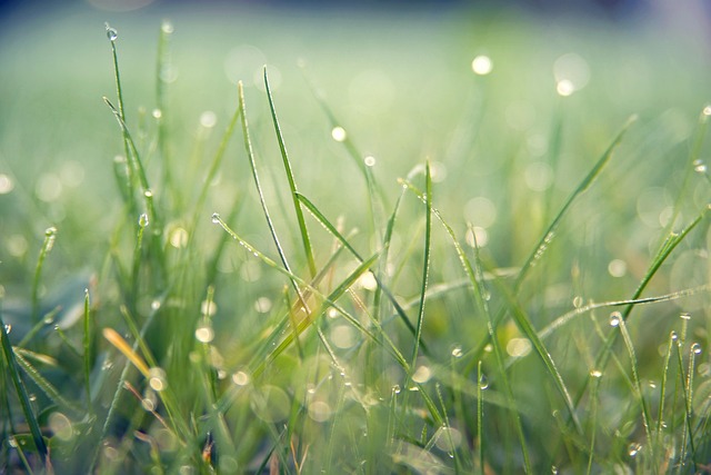 robotic-lawn-mower-640x480-28206492.jpeg