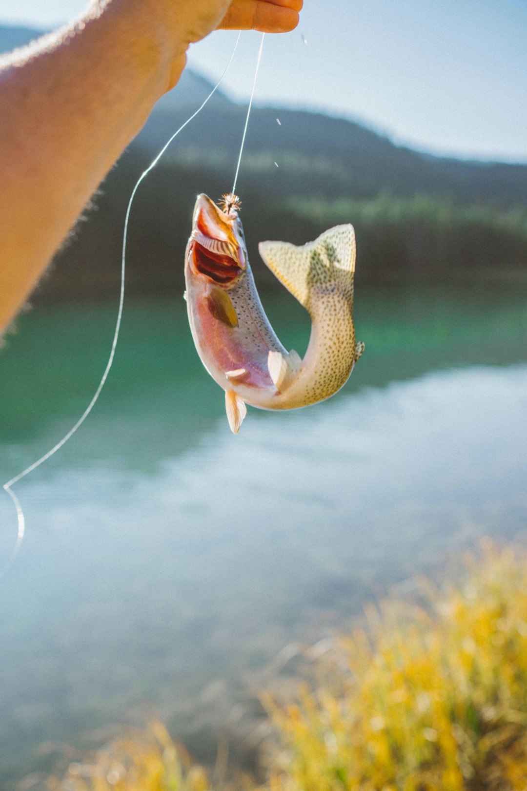 Trout