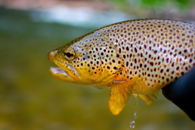 trout-640x480-84882920.jpeg