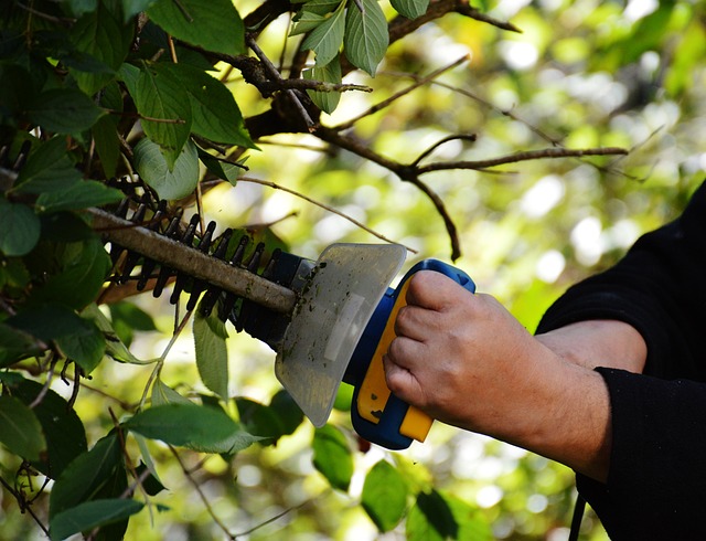 weed-trimmer-640x480-53287605.jpeg