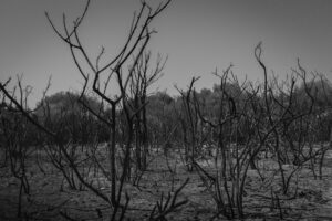 ashes-640x480-95499815.jpeg